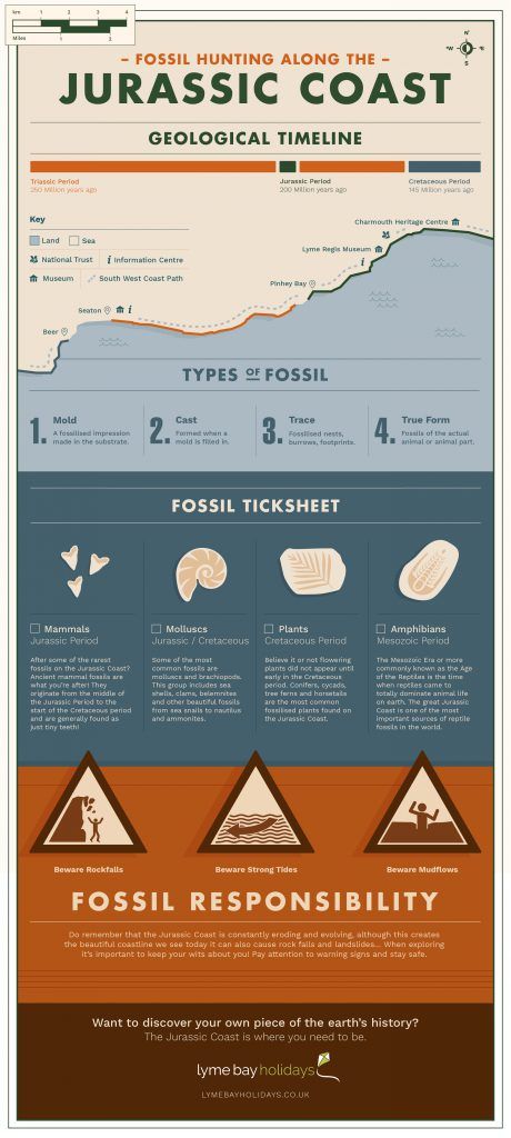 Caravan Holiday, Jurassic Coast Fossils, Holiday Activities For Kids, Fossil Hunting, South West Coast Path, Molluscs, Jurassic Coast, Travel Time, Best Beaches