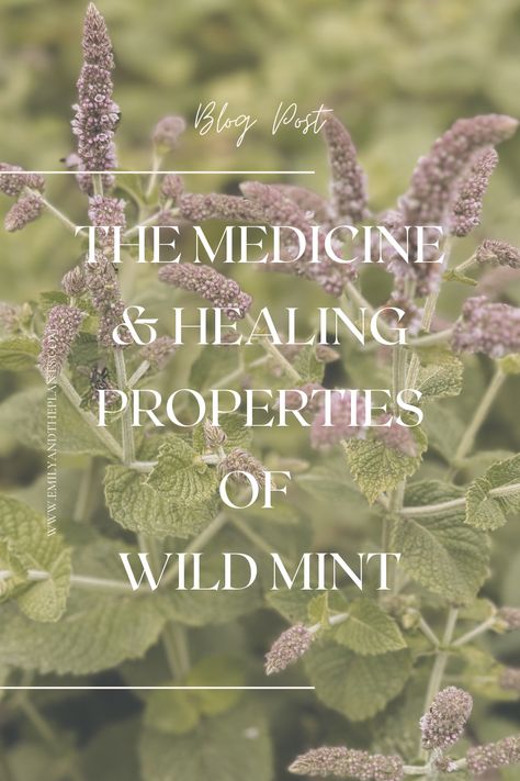 Wild mint is abundant through the summer and one of my favourite medicinal plants. Here is a profile on wild mint foraging, health benefits and medicinal uses, the folklore of mint and a series of ways to use mint for cooking and eating Wild Mint Uses, Wild Mint, Mint In Witchcraft, Mint Benefits Health, Spearmint Magical Properties, Mint Plant Uses, Mint Tea Benefits, Wild Mint Plant, Health Benefits Of Mint Leaves