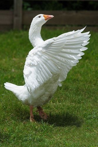 Geese Breeds, Raising Ducks, Swan Song, Animal Friends, Pretty Birds, Swans, Farm Life, Beautiful Creatures, Beautiful Birds