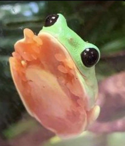 Froggy Aesthetic, Aesthetic Frogs, Aesthetic Frog, Pet Frogs, Frog Wallpaper, Frog Pictures, Frog Drawing, Cute Reptiles, Cute Small Animals