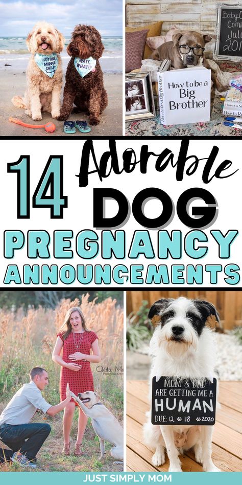 Looking for the perfect way to create a dog baby announcement to reveal that you're pregnant to family, friends, or social media? Here they are My Parents Are Getting Me A Human, Pregnant Announcement With Dog, Lab Results Are In Baby Announcement, Dog Baby Announcing Ideas, Cute Pregnancy Announcement With Dog, Social Media Baby Announcement Ideas, Gender Reveal Using Dogs, Dog Big Brother Announcement, Baby Reveal With Dog