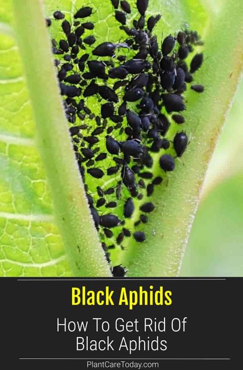 Black aphids are tiny insects about ⅛" inches long. Also called black plant lice they cling to your plants, pierce new growth and start sucking out the sap. To live - they destroy. We share how to get rid of them. Diy Aphid Spray, Natural Insecticide For Plants, Aphid Spray Homemade, Natural Aphid Spray, Aphids On Plants, Plant Lice, Elderberry Tree, Plant Advice, Lilly Plants