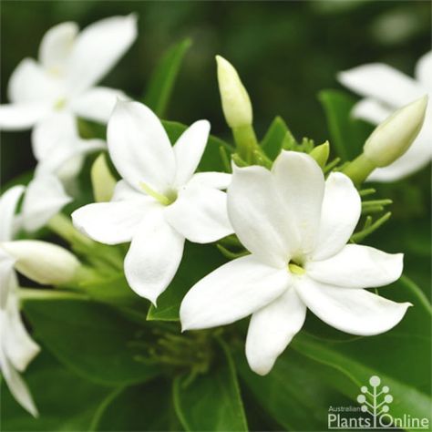 Jasminum Sambac, Arabian Jasmine, Filipino Tattoos, Mock Orange, Tropical Wedding Flowers, Jasmine Essential Oil, Beach Wedding Flowers, Australian Plants, Jasmine Flower