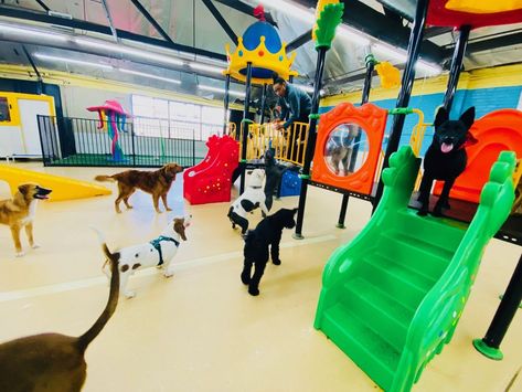 The Best Indoor Dog Parks in America | All Paws Express Doggie Daycare Ideas Design Play Areas, Indoor Dog Park Ideas, Indoor Dog Park Design, Indoor Dog Area, Dog Park Design, Indoor Dog Park, Pet Taxi, Dog Friendly Vacation, Puppy School