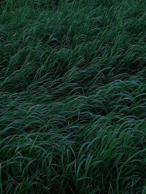 #grass #nature #dark #aesthetic #darkaesthetic #selflove #selfcare #evening #night #forest #details Soft Grass Aesthetic, Dark Grass Aesthetic, Grass Wallpaper Aesthetic, Tall Grass Aesthetic, Nature Dark Aesthetic, Green Grass Aesthetic, Grass At Night, White Serpent, Grass Aesthetic