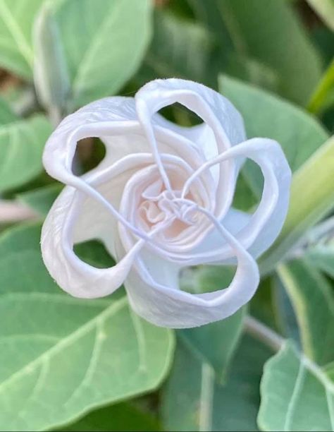 This moon flower bud began opening as the sun set tonight. It's ready to put on a show for the full moon. What a work of art. Moonflower is an attractive flower in the morning glory family. It is a climbing vine that may grow 10 feet (3 meters) high. It’s broad, heart shaped leaves block sunlight and make an excellent screen for porches. The moonflower’s pure white trumpet shaped flowers may be 3 to 6 inches (8 to 15 centimeters) across. These strongly scented flowers open at night and close in Eighteen Scholars Flower, Moonflower Drawing, Moonflower Aesthetic, Moon Flower Aesthetic, Moon Flower Drawing, Moon Flower Vine, Moonflower Tattoo, Moon Flower Plant, White Flowers Aesthetic