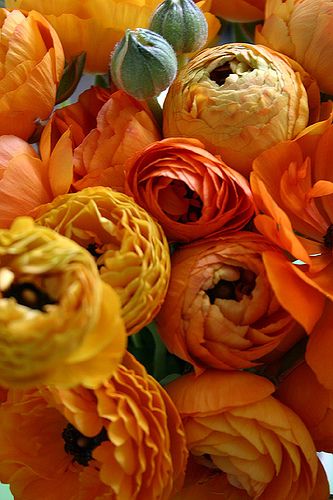 Flowers Ranunculus, Orange Ranunculus, نباتات منزلية, Ranunculus Flowers, Fleur Orange, Colorful Roses, Delphinium, Orange And Yellow, Ranunculus