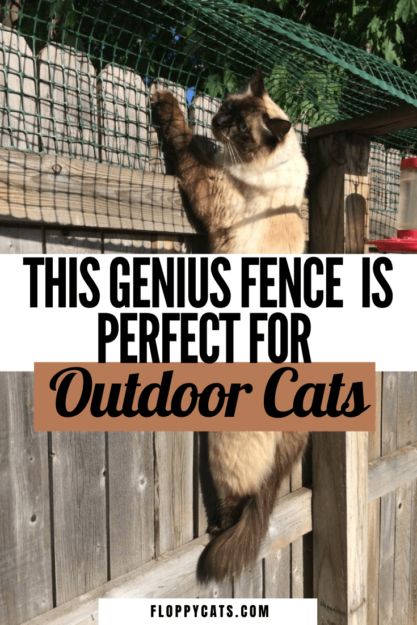 Outdoor Cat Pen, Outdoor Cat Run, Diy Cat Enclosure, Outdoor Cat Shelter, Cat Fence, Cats Outside, Cat Patio, Outdoor Cat Enclosure, Cat Proofing