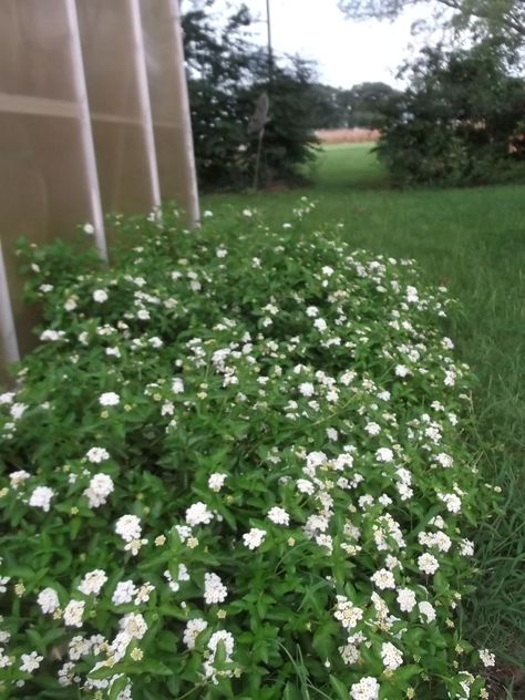 White Lantana Landscape, White Lantana, Trailing Lantana, Client Board, Fig Trees, Greenhouse Interiors, Texas Gardening, Small Greenhouse, White Garden