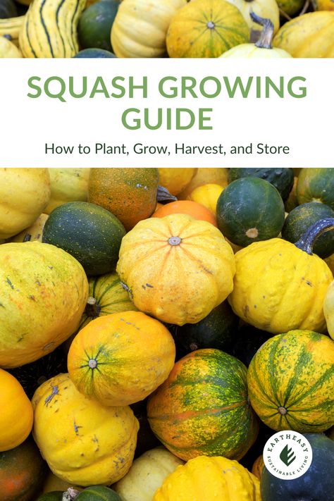 Never tried growing squash before? Let this be the year you start. Between summer and winter squash varieties, you can enjoy this delicious, easy-to-grow vegetable all year long. Saving Squash Seeds For Next Year, How To Plant Squash Raised Beds, Types Of Winter Squash, Different Types Of Squash Summer, Winter Squash Varieties, Growing Squash, Buttercup Squash, Squash Bugs, Heating A Greenhouse