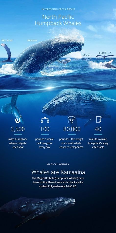 Christmas Infographic, Facts Infographic, Whale Facts, Sea Mammal, Beluga Whale, Rare Animals, Marine Biology, Humpback Whale, Boat Plans