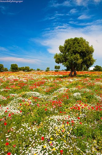 Paradise Flowers, White Flower Arrangements, Wildflower Garden, Spring Photos, Garden Photography, Beautiful Places Nature, Garden Cottage, Nature Aesthetic, Flower Field