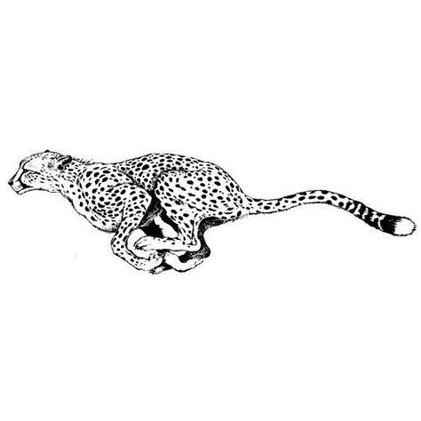 Cheetah Drawing, Cheetah Tattoo, Jaguar Tattoo, Leopard Tattoos, Amakusa, Next Tattoo, Tiger Tattoo, Dream Tattoos, Celebrity Tattoos