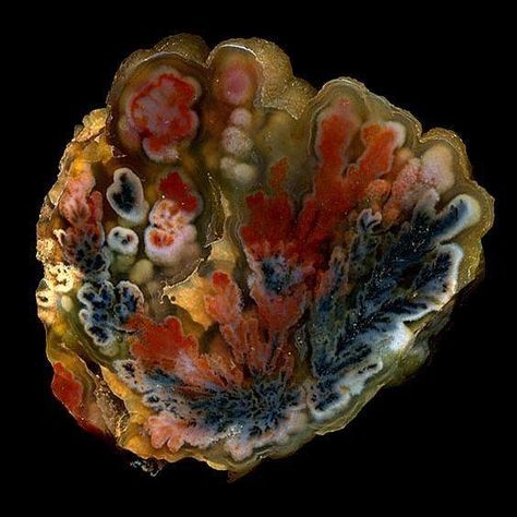 Rocks And Fossils, Crystal Flowers, Plume Agate, Geology Rocks, Pretty Rocks, Cool Rocks, Flower Agate, Beautiful Rocks, Rock Collection