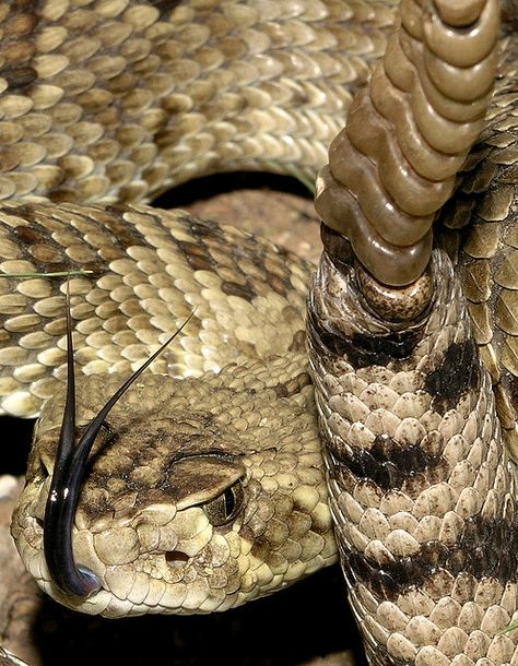 Mojave Rattlesnake, Venomous Animals, Venomous Snake, Pit Viper, Snake Venom, Reptile Snakes, Snake Art, Beautiful Snakes, Dangerous Animals