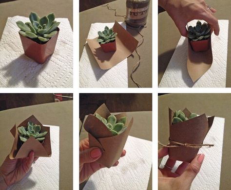 Mini succulent party favors Mini Potted Plants Party Favors, Succulents For Bridal Shower Favors, Plant Shower Favors, Diy Plant Party Favors, Wedding Favor Succulent, Plants Party Favors, Party Favor Succulents, Succulents For Wedding Favors, Succulent Party Favors Diy