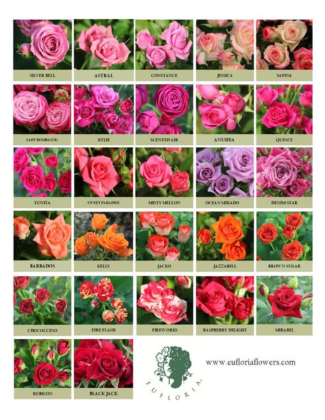 Traditional Premium Sprays Flower Chart, Cut Flower Farm, Flower Identification, List Of Flowers, Rose Varieties, Flower Guide, Flower Garden Design, Types Of Roses, Flower Farmer