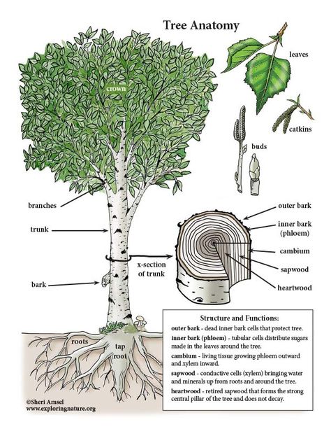 Learn about trees with simple, fun activities from Exploringnature.org Tree Anatomy, Tree Parts, Plant Anatomy, Tree Infographic, Science Tree Activities, Anatomy Of Plants Botany, Tree Of Life Biology Evolution, Phylogenetic Tree Biology, Scientific Poster