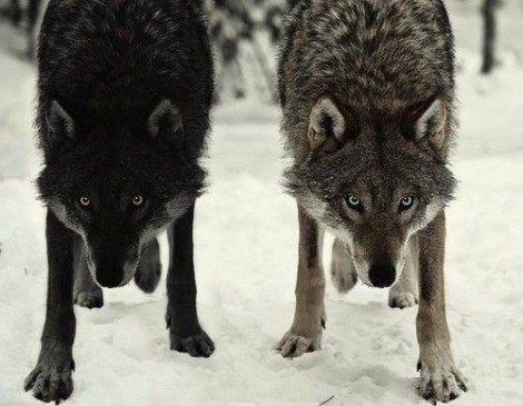 Two Wolves, Wolf Love, Wolf Pictures, Wolf Spirit, Beautiful Wolves, Black Wolf, Wild Dogs, Wolf Dog, Spirit Animal