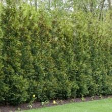 When you space these plants 2.5 feet apart, they'll fill in for a hedge in 2 to 3 years. https://www.greenwoodnursery.com/american-pillar-fastest-growing-privacy-hedge Giant Arborvitae, Thuja Plicata, Fast Growing Hedge, Rose Fertilizer, Arborvitae Tree, Long Blooming Perennials, Thuja Occidentalis, Privacy Trees, Rose Of Sharon