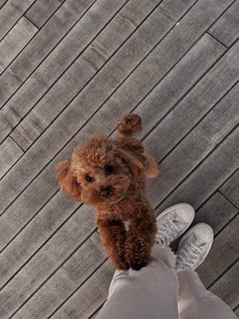 Brown Toy Poodle Aesthetic, Cavapoo Dogs, Dog Mommy, Toy Poodle Puppies, Cavapoo Puppies, Dogs Cute, Cute Little Puppies, Cute Animals Images