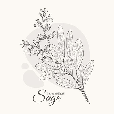 Premium Vector | Hand drawn sage drawing illustration Sage Leaf Drawing, Sage Line Drawing, Sage Plant Drawing, Sage Drawing, Sage Illustration, Sage Bush, Sage Plant, Senior Project, Leaf Drawing