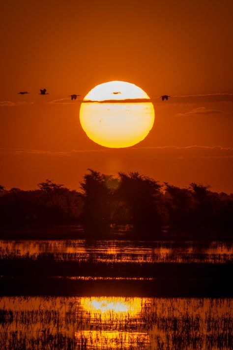 Nature, Botswana Landscape, Botswana Aesthetic, Botswana Sunset, Safari Botswana, Botswana Photography, South Africa Nature, Safari Aesthetic, Africa Aesthetic