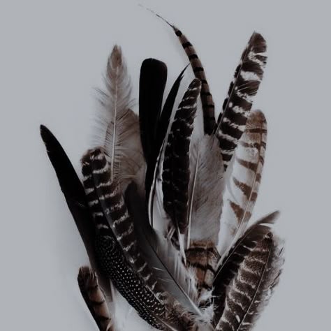 Owl Feathers Aesthetic, Bird Feathers Aesthetic, Feathers Aesthetic, Falcon Feather, Dystopian Book, Hawk Feathers, Owl Feather, The Emperor's New Groove, Dragon Age 2