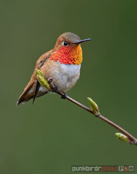 rufous hummingbird (selasphorus rufus) | north vancouver, bc… | punkbirdr | Flickr Xantus Hummingbird, Hummingbird And Hibiscus, Rufous Hummingbird, Hummingbird On Branch, Ruby Throat Hummingbird, Herding Cats, North Vancouver, Landscape Photography Nature, Humming Bird Feeders