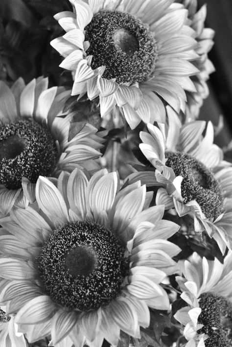 black and white..photo..fall flowers Sunflower Black And White, Wallpaper Black And White, Black And White Photo Wall, Sunflower Pictures, 3d Wallpapers, Black And White Picture Wall, White Sunflowers, Sunflower Tattoos, Wallpaper Flower