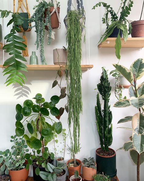 House Full Of Plants, Dracena Plant, Plant Aesthetics, Plant Advice, Greenery Plants, Indoor Plants Styling, Plant Styling, Plant Maintenance, Plants Pots