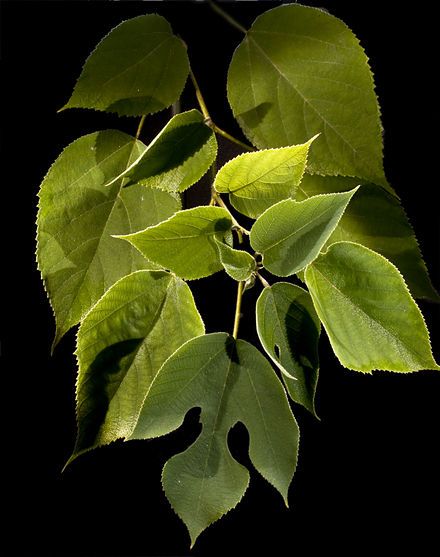 The amazing Kozo Plant (Paper Mulberry) Mulberry Benefits, Mulberry Plant, Plant Paper, Human Migration, Paper Mulberry, European Explorers, Prima Flowers, Archaeology News, Mulberry Tree