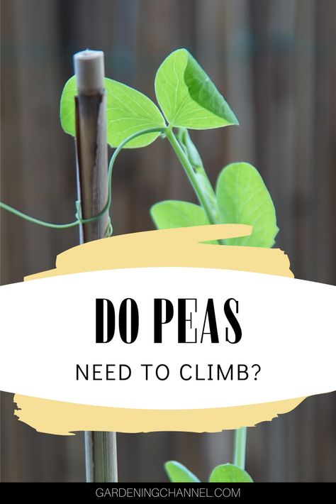 Learn when to trellis peas. Use these gardening tips to learn how to support bush and climbing peas. #gardeningchannel #gardening #vegetablegardening #growingpeas Pea Support Ideas, Trellis Peas, Trellis For Peas, Build A Trellis, Peas Growing, Climbing Plants Trellis, Pea Plants, Pea Trellis, Building A Trellis