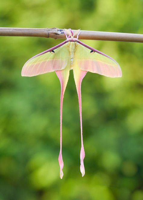 Chinese Moon Moth, Pink Moth, Orchid Mantis, Green Bug, Colorful Moths, Cute Moth, Dark Forest Aesthetic, Lunar Moth, Moon Moth