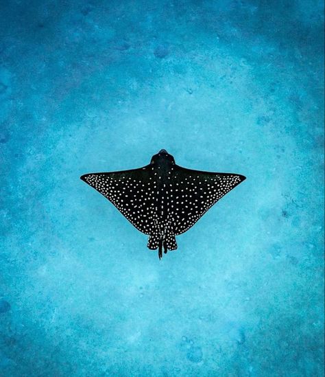 Underwater Pattern, Ocean Life Photography, Sea Life Wallpaper, Spotted Eagle Ray, Eagle Ray, Underwater Painting, Sea Wallpaper, Eagle Tattoos, Marvel Superhero Posters