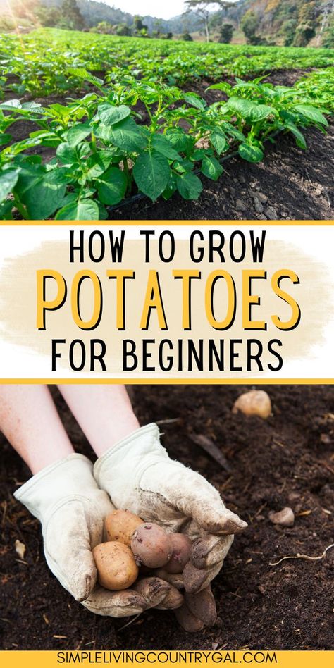 Potato Garden, Potatoes Growing, Potato Harvest, Grow Potatoes, Garden Growing, Growing Potatoes, Backyard Diy, How To Grow, To Grow