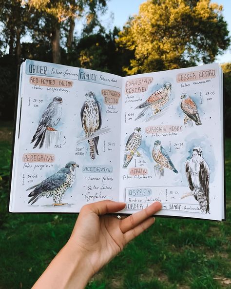 I had to hide in the quietest corner of the park during a music festival to draw this osprey. This was the first time I realized how much I need peaceful moments like this—just me, nature, and my sketchbook. However, some kids found me and asked a million questions about drawing and birds, which was actually lovely too☺️ Are you okay with people asking you questions while you are drawing? . . . #birdartwork #birdartofinstagram #birdpainting #watercolorbird #birdwatercolor #birdbook #birdsket... Bird Sketchbook Pages, Hype Drawings, Bird Watching Journal, How To Draw Birds, Biology Drawing, Bird Journal, Watercolor Pallet, Nature Scrapbook, Botanical Journal