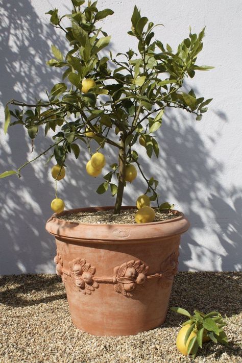 Terracotta Pots From the Simple to the Elegant Italian Terracotta Pots, Italian Terra Cotta Pots, Terra Cotta Pots Garden, Large Terracotta Pots, Mediterranean Garden Design, Strawberry Pots, Pots And Planters, Terracotta Plant Pots, Table Setting Decor