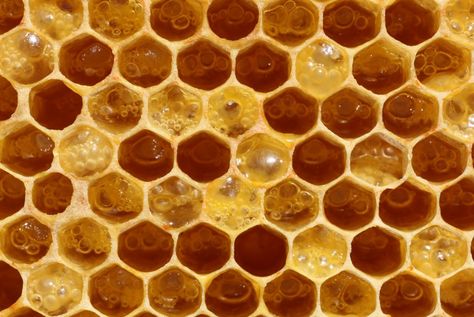 fermenting honey Trend Board, Van Dyne, Yellow Aesthetic, Bees Knees, Fermenting, Milk And Honey, Mellow Yellow, Homestuck, Bee Keeping