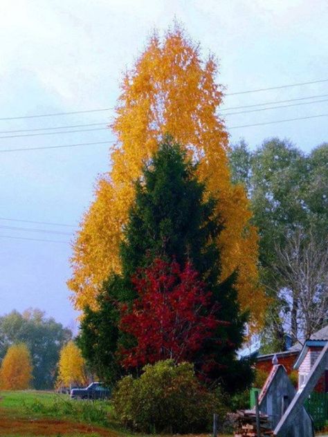 35 Images Sure To Satisfy - Feels Gallery Weird Trees, Unique Trees, Colorful Trees, Autumn Scenery, Nature Tree, Tree Forest, Fall Pictures, Beautiful Tree, Amazing Nature