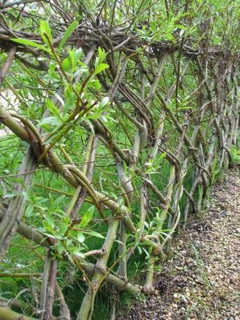 Willow Hedge, Living Fences, Cerca Natural, Willow Fence, Wood Centerpiece, Living Willow, Living Fence, Have Inspiration, Garden Fencing