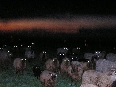 Sheep At Night Look Terrifying Chaos Aesthetic, Tipografi 3d, Creepy Photos, Creepy Pictures, Southern Gothic, Gothic Aesthetic, Dark Photography, Night Looks, Gravity Falls