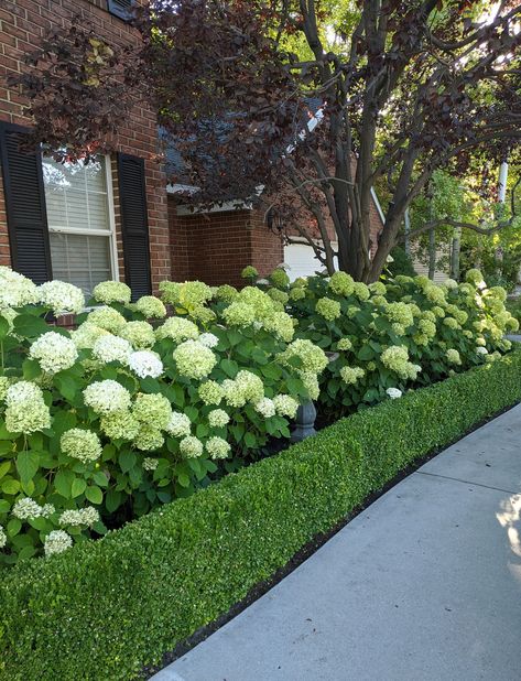 Boxwood and Hydrangea Landscaping Hydrangea Border, Hedges Landscaping, Boxwood Landscaping, Hydrangea Landscaping, Boxwood Garden, Living Pool, Garden Hedges, Front Yard Garden Design, Areas Verdes