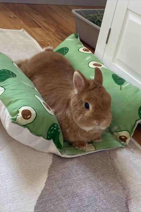 Bunny Bed Loaf Potato Flop Long Rabbit Bed Pillow Large Size Comfortable Rabbit Love For Gift Rabbit Family Rabbit Bed Diy, Rabbit Sleeping, Bunny Bed, Rabbit Bed, Cuddle Bed, Rabbit Cushion, Bunny Beds, Rabbit Bedding, Rabbit Family