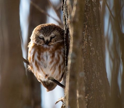 Northern Saw Whet Owl, Owl Species, Saw Whet Owl, Short Eared Owl, Spiritual Animal, Burrowing Owl, Owl Pictures, Beautiful Owl, Forest Creatures