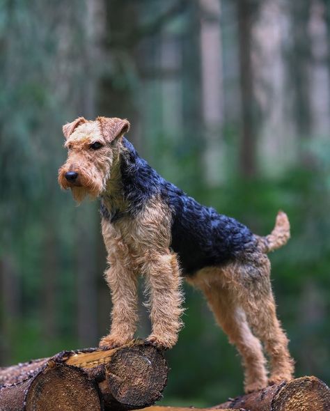 Airedale Terrier Airedale Terrier Aesthetic, Airdel Terrier, Airedale Puppy, Airedale Terrier Puppies, Airedale Dogs, Dog Grooming Styles, Protective Dogs, Airedale Terriers, Australian Terrier