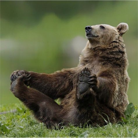 1,723 Likes, 1 Comments - Wildlife | Nature | Adventure (@wildlifenooky) on Instagram: “Photo by ©Jans-willhelm Jansen Brown Bear yoga! The train🚂🚂. Photo by @majedphotos An elephant with…” Animal Study, Bear Photos, Bear Pictures, Love Bear, Silly Animals, Grizzly Bear, Animal Wallpaper, Animal Tattoos, Animal Photo