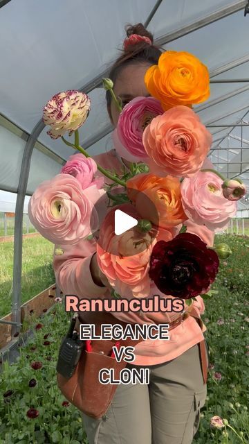 Au Beau Pré - Ferme florale on Instagram: "At the farm, we exclusively cultivate Italian ranunculus, renowned for their astonishing genetic enhancements compared to common ranunculus. These beauties offer higher productivity, longer stems, increased uniformity, and larger flowers with many more petals.  The two most popular series are Élégance and Cloni, each with its own advantage. Élégance varieties are smaller, making them easier to incorporate into arrangements. Cloni, on the other hand, are breathtaking; just a few flowers are enough to completely mesmerize.  We source our @italian_ranunculus corms from @unicornblooms" Italian Ranunculus, Ranunculus Flowers, Popular Series, Ranunculus, Genetic, Large Flowers, Cut Flowers, The Farm, Flowers