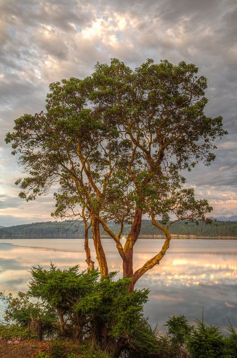 Madrona | 100-plus-year-old Pacific madrona tree (Arbutus me… | Flickr Madrona Tree, Awesome Gardens, Olympic Peninsula Washington, Trees Photos, Arbutus Tree, Rip Tattoo, Weird Trees, National Geographic Photographers, Magic Places