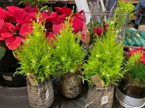 Lemon Cypress Christmas Tree, Cypress Plant, Cyprus Trees, Lemon Cypress, Decor After Christmas, Xmas Flowers, Monterey Cypress, Garden Centers, Mini Lights